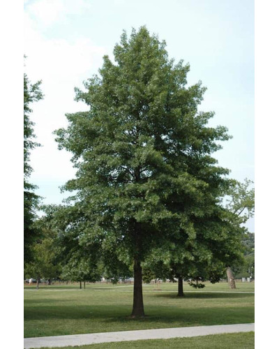 Дуб болотяний / болотний | Quercus palustris | Дуб болотный