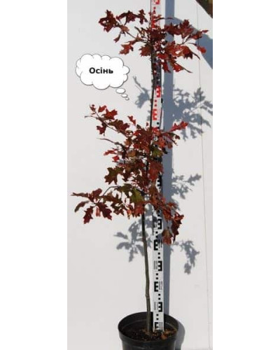 Дуб болотяний / болотний | Quercus palustris | Дуб болотный