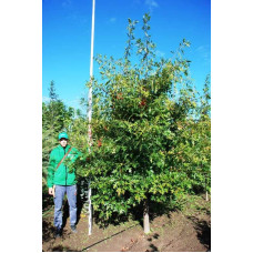 Дуб болотяний / болотний | Quercus palustris | Дуб болотный