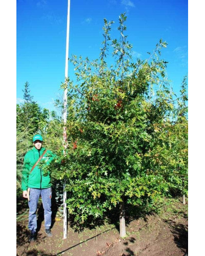 Дуб болотяний / болотний | Quercus palustris | Дуб болотный