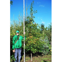 Дуб болотяний / болотний | Quercus palustris | Дуб болотный