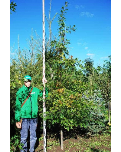 Дуб болотяний / болотний | Quercus palustris | Дуб болотный