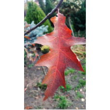 Дуб болотяний / болотний | Quercus palustris | Дуб болотный