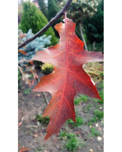 Дуб болотяний / болотний | Quercus palustris | Дуб болотный