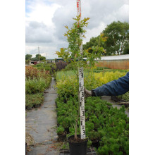 Дуб болотяний / болотний | Quercus palustris | Дуб болотный