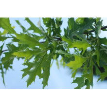 Дуб болотяний / болотний | Quercus palustris | Дуб болотный