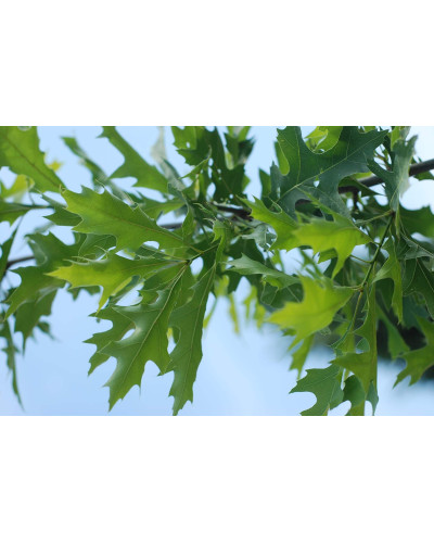 Дуб болотяний / болотний | Quercus palustris | Дуб болотный