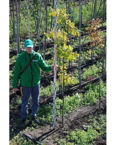 Дуб болотяний / болотний | Quercus palustris | Дуб болотный
