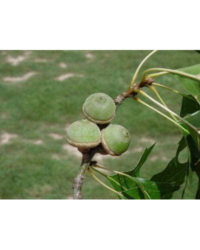 Дуб болотяний / болотний | Quercus palustris | Дуб болотный