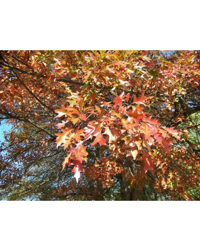 Дуб болотяний / болотний | Quercus palustris | Дуб болотный