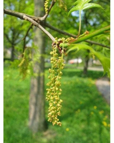 Дуб болотяний / болотний | Quercus palustris | Дуб болотный