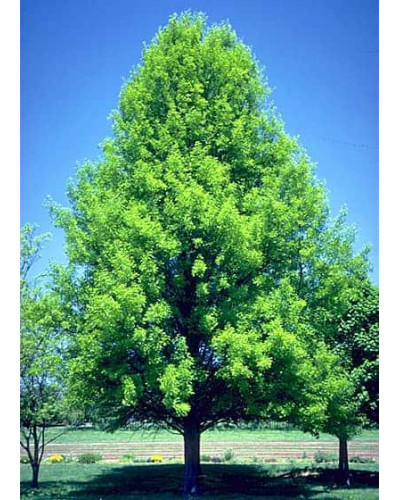 Дуб болотяний / болотний | Quercus palustris | Дуб болотный