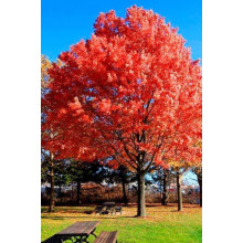 Дуб червоний | Quercus rubra | Дуб красный