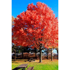 Дуб червоний | Quercus rubra | Дуб красный