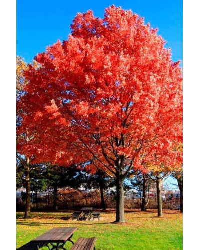 Дуб червоний | Quercus rubra | Дуб красный