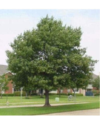 Дуб червоний | Quercus rubra | Дуб красный