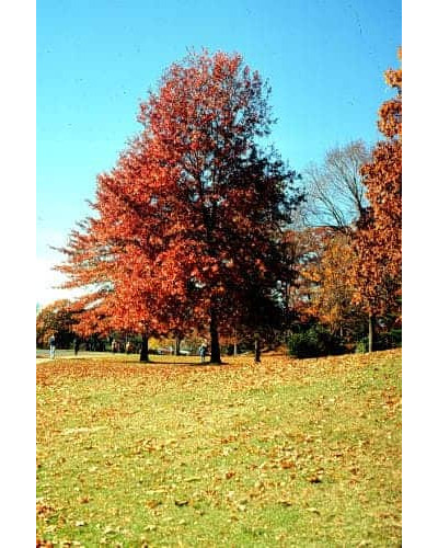 Дуб червоний | Quercus rubra | Дуб красный