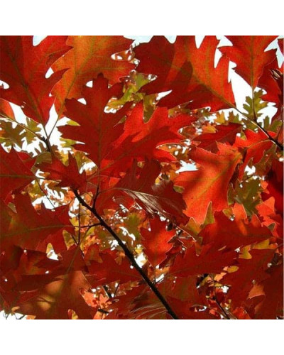 Дуб червоний | Quercus rubra | Дуб красный