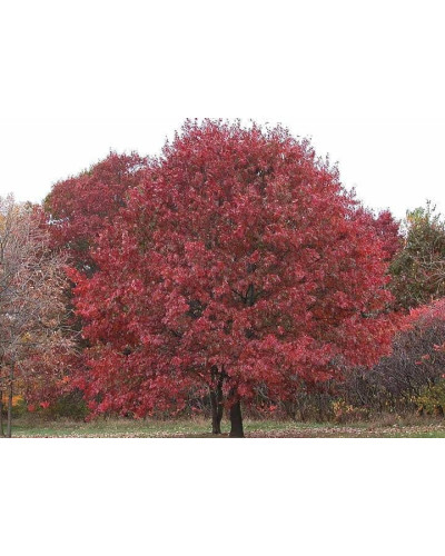 Дуб червоний | Quercus rubra | Дуб красный