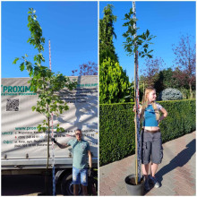 Дуб червоний | Quercus rubra | Дуб красный