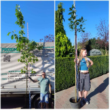 Дуб червоний | Quercus rubra | Дуб красный