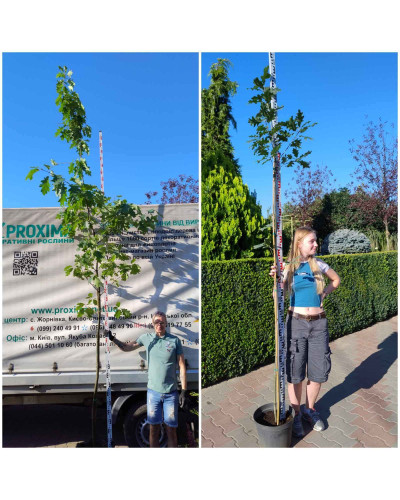 Дуб червоний | Quercus rubra | Дуб красный