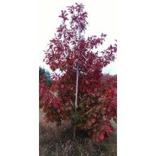Дуб червоний | Quercus rubra | Дуб красный