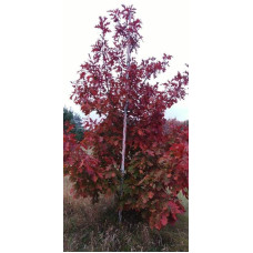Дуб червоний | Quercus rubra | Дуб красный
