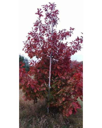 Дуб червоний | Quercus rubra | Дуб красный