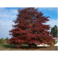 Дуб червоний | Quercus rubra | Дуб красный