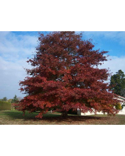 Дуб червоний | Quercus rubra | Дуб красный