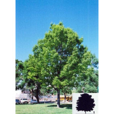 Дуб червоний | Quercus rubra | Дуб красный