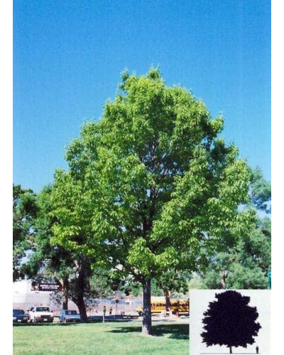 Дуб червоний | Quercus rubra | Дуб красный
