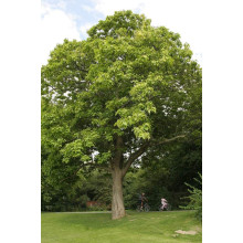 Катальпа бігнонієвидна / бузколиста | Catalpa bignonioides | Катальпа бигнониевидная / сиренелистная