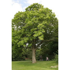 Катальпа бігнонієвидна / бузколиста | Catalpa bignonioides | Катальпа бигнониевидная / сиренелистная