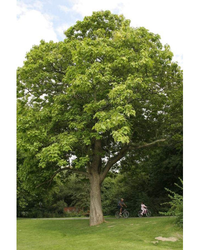 Катальпа бігнонієвидна / бузколиста | Catalpa bignonioides | Катальпа бигнониевидная / сиренелистная