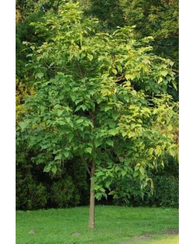 Катальпа бігнонієвидна / бузколиста | Catalpa bignonioides | Катальпа бигнониевидная / сиренелистная