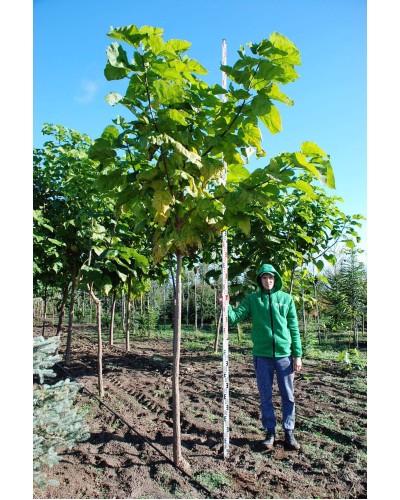 Катальпа бігнонієвидна / бузколиста | Catalpa bignonioides | Катальпа бигнониевидная / сиренелистная