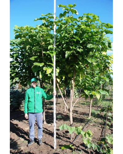 Катальпа бігнонієвидна / бузколиста | Catalpa bignonioides | Катальпа бигнониевидная / сиренелистная