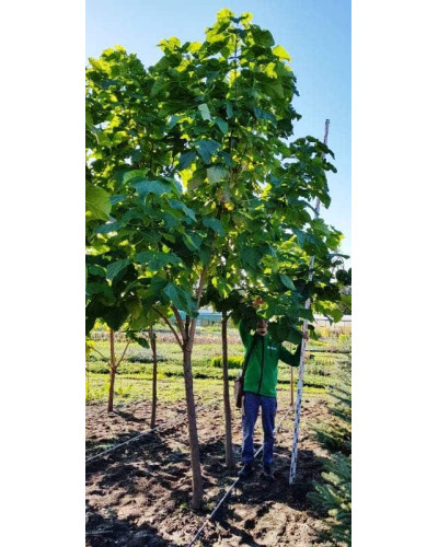 Катальпа бігнонієвидна / бузколиста | Catalpa bignonioides | Катальпа бигнониевидная / сиренелистная