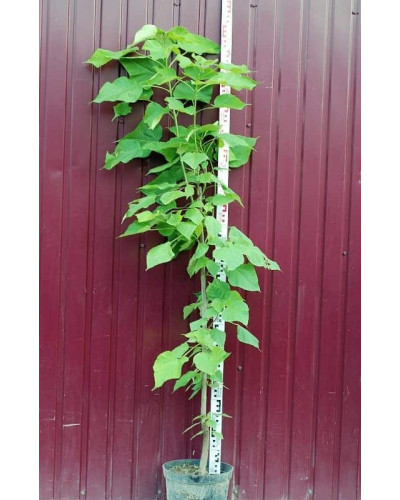 Катальпа бігнонієвидна / бузколиста | Catalpa bignonioides | Катальпа бигнониевидная / сиренелистная