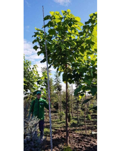 Катальпа бігнонієвидна / бузколиста | Catalpa bignonioides | Катальпа бигнониевидная / сиренелистная