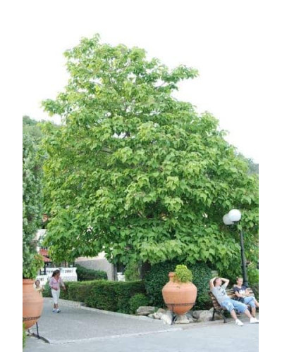 Катальпа бігнонієвидна / бузколиста | Catalpa bignonioides | Катальпа бигнониевидная / сиренелистная