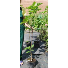 Катальпа бігнонієвидна / бузколиста | Catalpa bignonioides | Катальпа бигнониевидная / сиренелистная