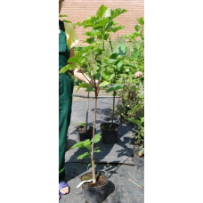 Катальпа бігнонієвидна / бузколиста | Catalpa bignonioides | Катальпа бигнониевидная / сиренелистная