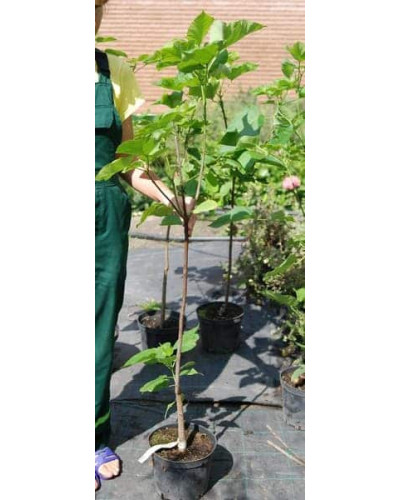 Катальпа бігнонієвидна / бузколиста | Catalpa bignonioides | Катальпа бигнониевидная / сиренелистная