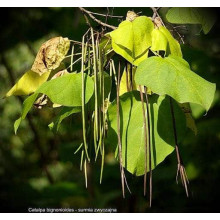 Катальпа бігнонієвидна / бузколиста | Catalpa bignonioides | Катальпа бигнониевидная / сиренелистная