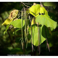 Катальпа бігнонієвидна / бузколиста | Catalpa bignonioides | Катальпа бигнониевидная / сиренелистная