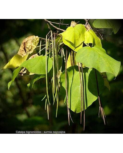 Катальпа бігнонієвидна / бузколиста | Catalpa bignonioides | Катальпа бигнониевидная / сиренелистная