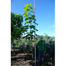 Катальпа бігнонієвидна / бузколиста | Catalpa bignonioides | Катальпа бигнониевидная / сиренелистная